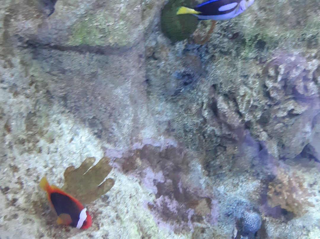 ABQ BioPark Aquarium-阿尔伯克基必去景点