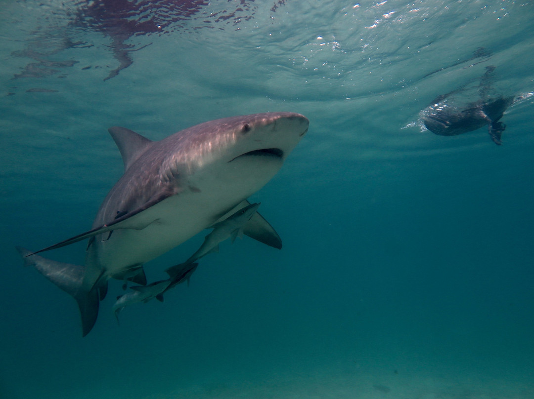 Bimini Bull Run-Bimini必去景点