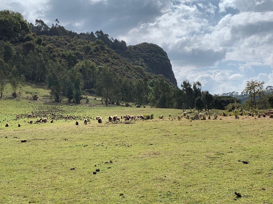 Simien Park Tours-贡德尔必去景点