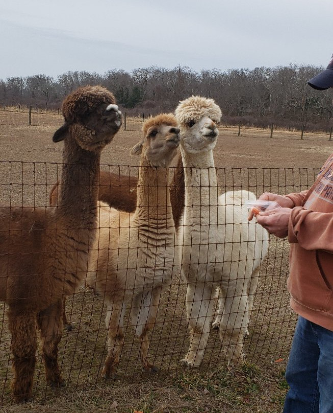 Bay Springs Farm Alpacas景点图片