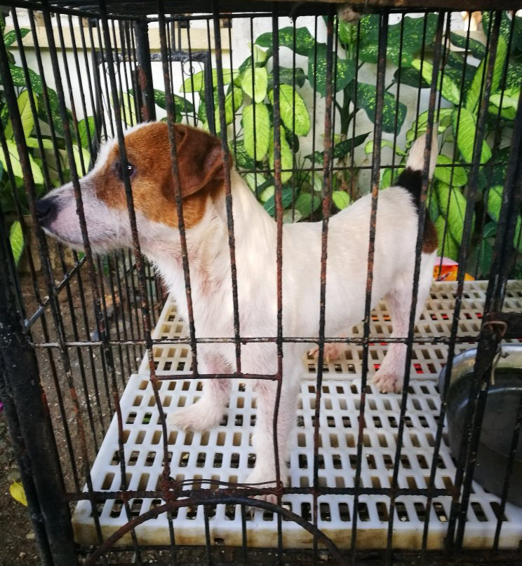 Lyger Animal Sanctuary景点图片