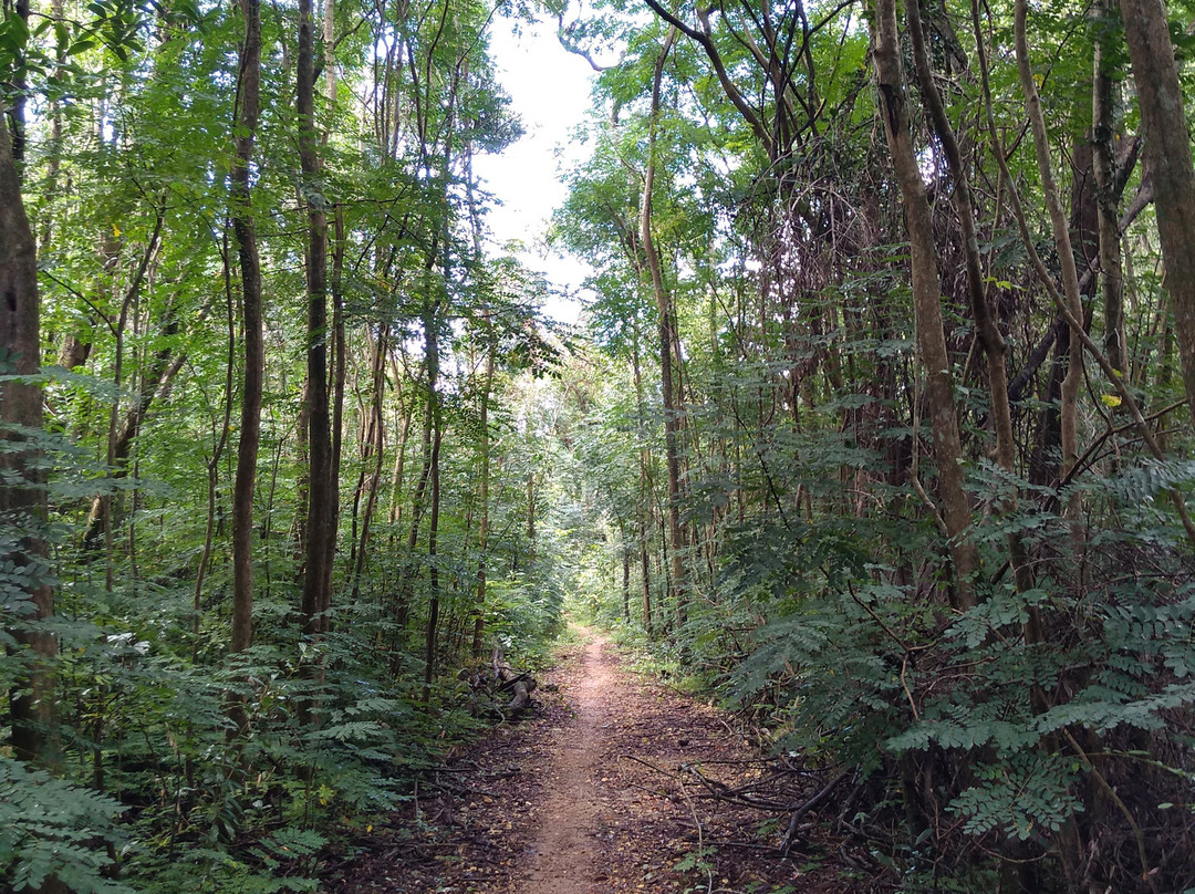 Bosque Cambalache National Park景点图片