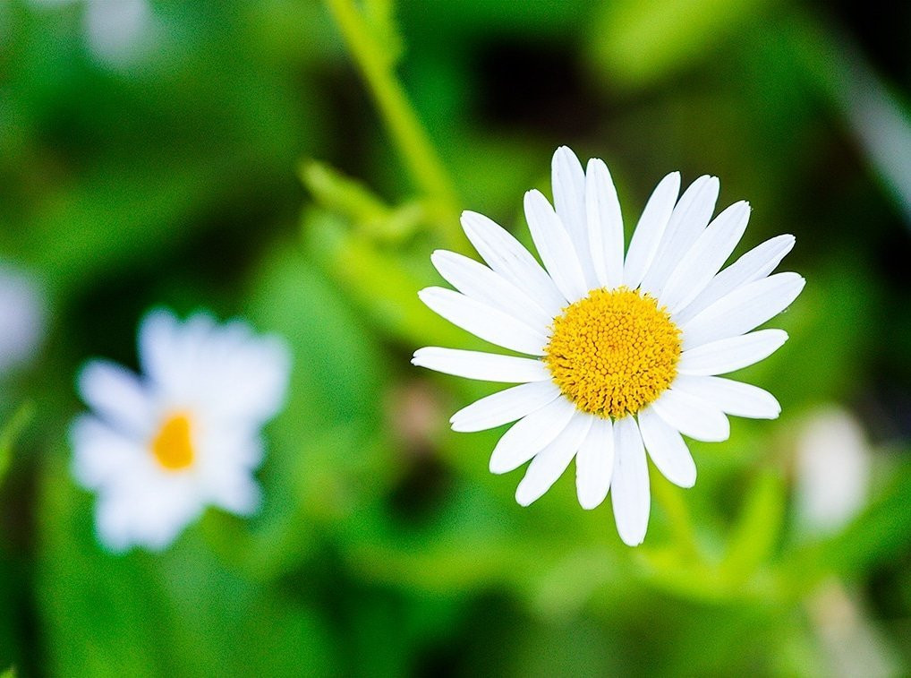 Pousada A Casa da Roça主图