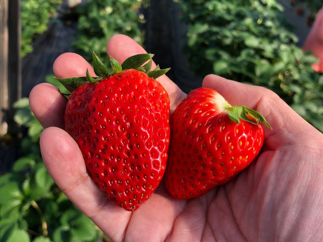 Kawatsura Strawberry Farm-山武市必去景点