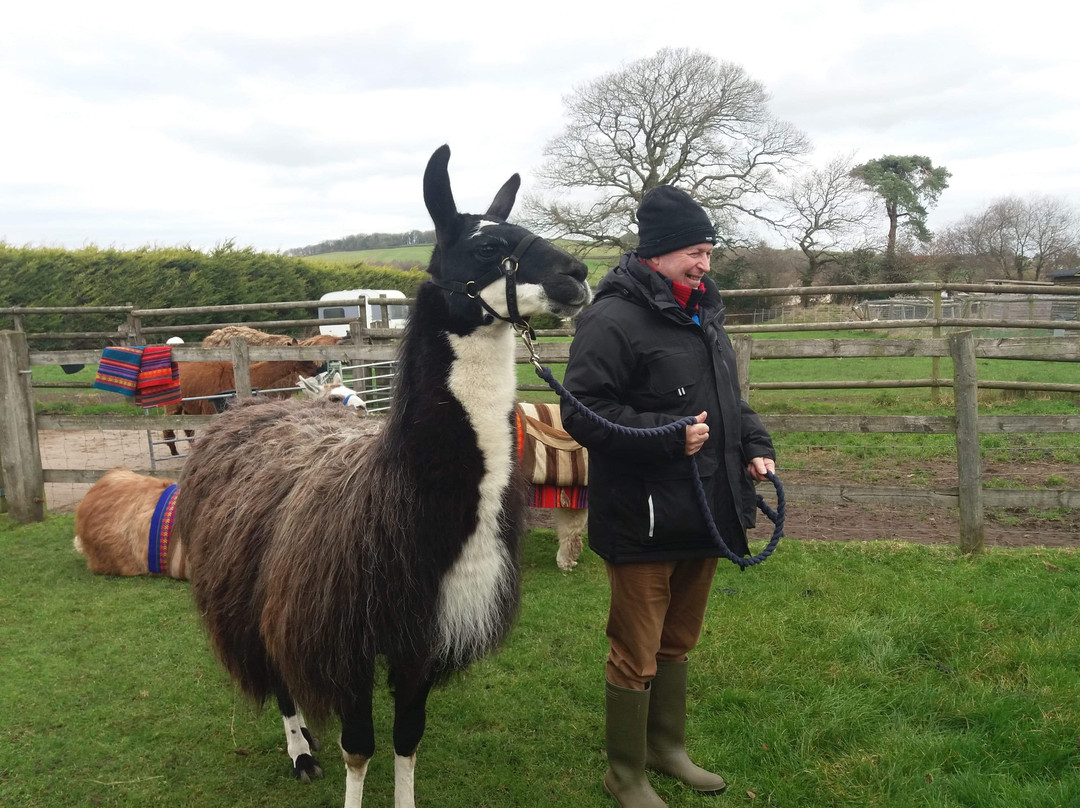 UK Llamas景点图片