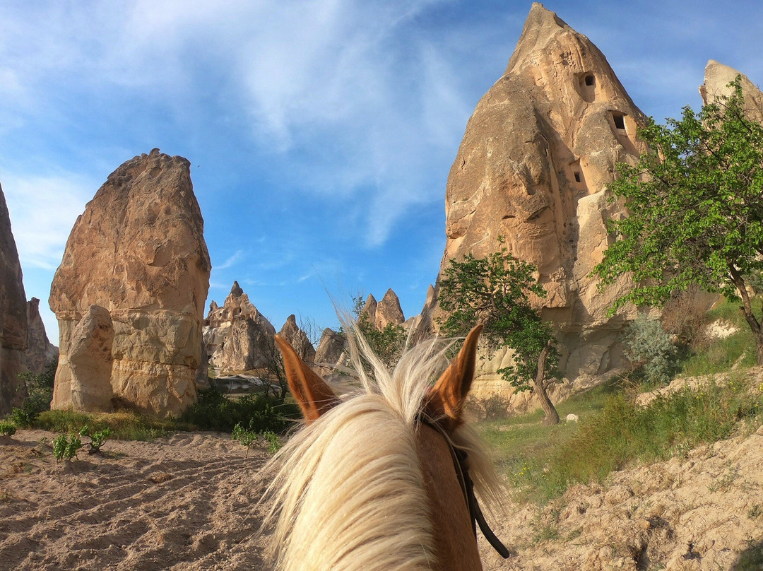 The Dalton Brothers Horse Riding Tours景点图片