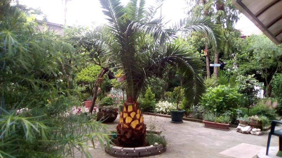 Irma's Garden Inn