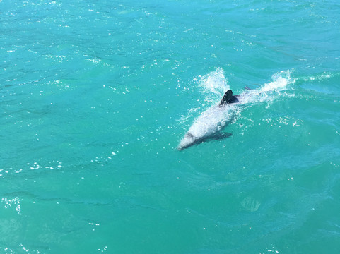 Harbour Sail-阿卡罗阿必去景点