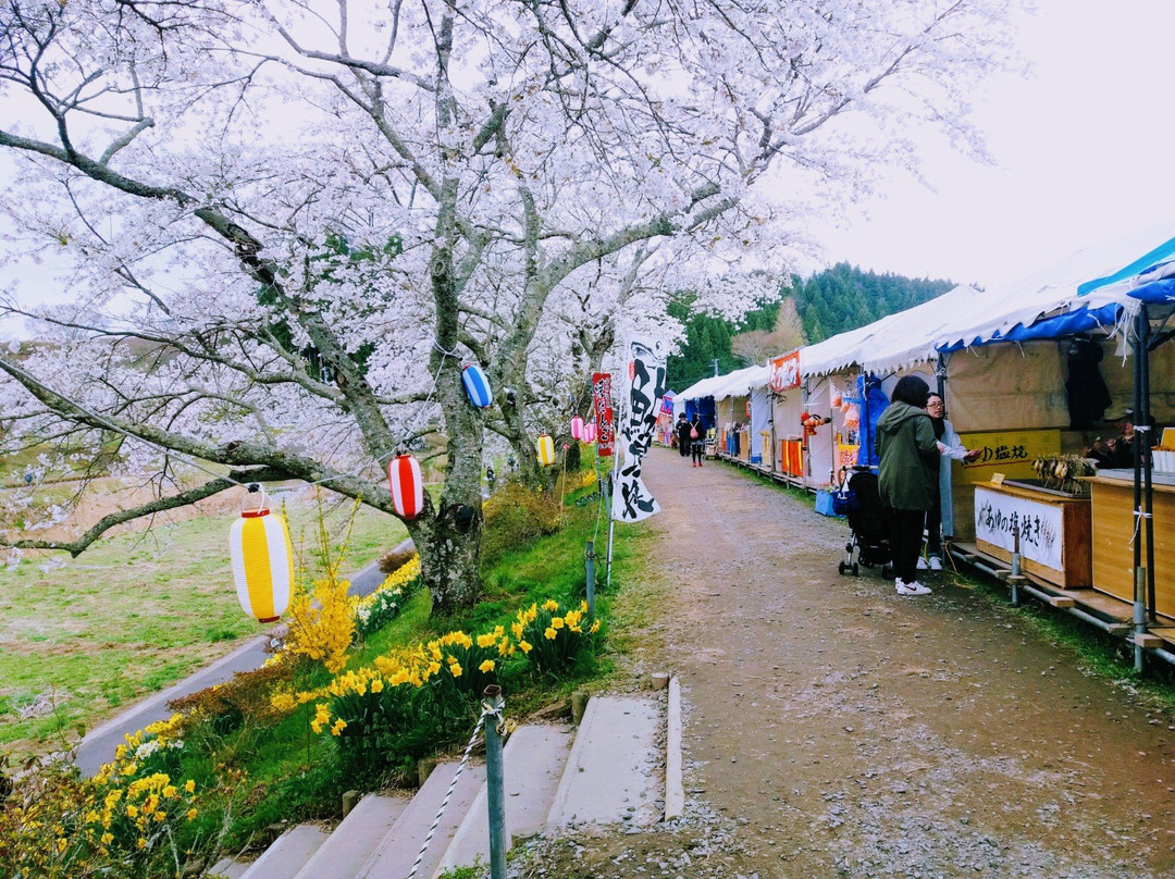 Natsui Sembong Sakura-小野町必去景点