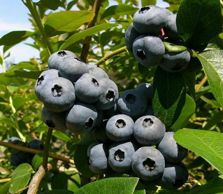 Beech Forest旅游景点-Otway Blueberries