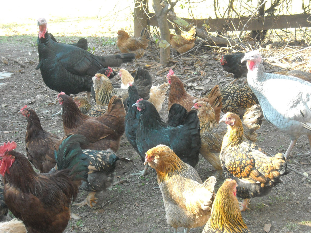 Open Gate Farm-Earlysville必去景点