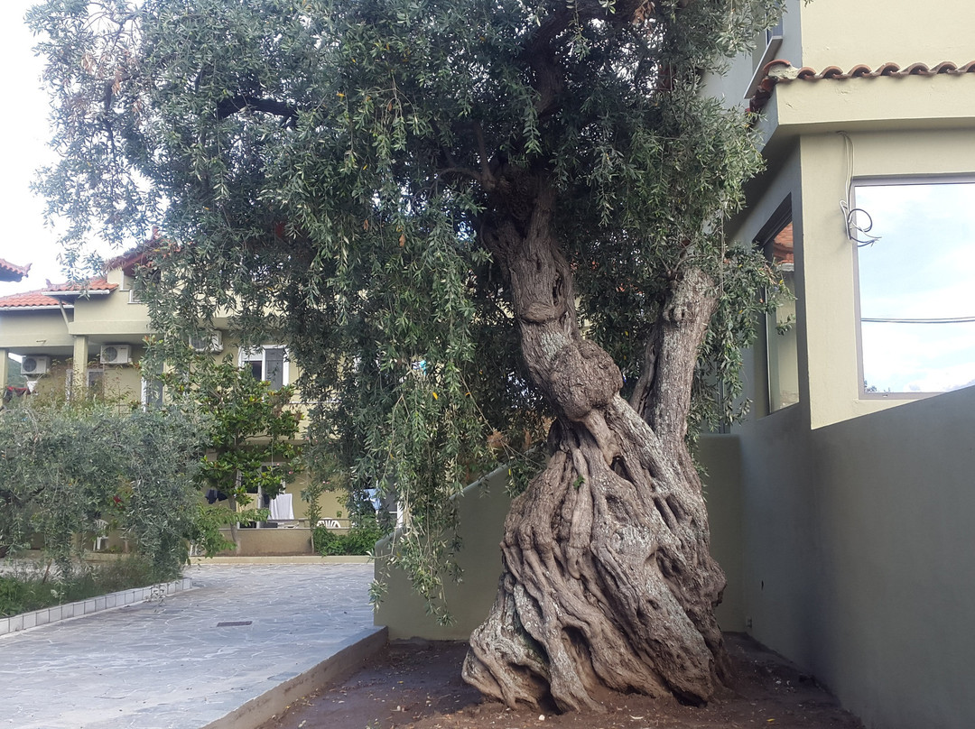 Filippos Hotel主图