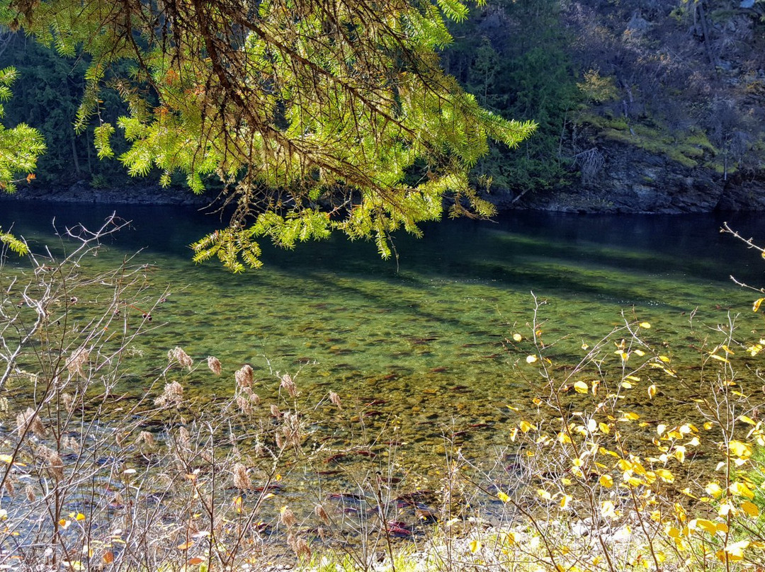 Adams River Salmon Run-Chase必去景点
