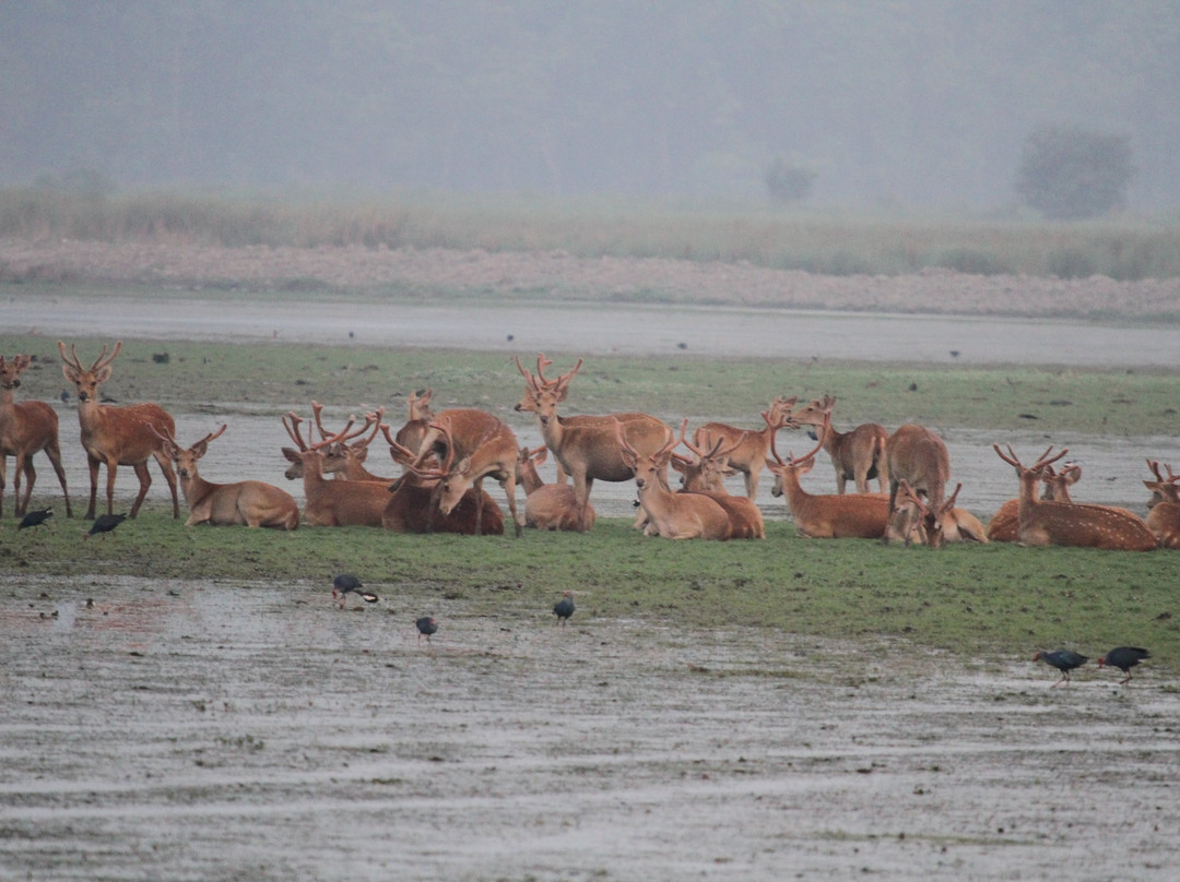 Kishanpur Sanctuary景点图片