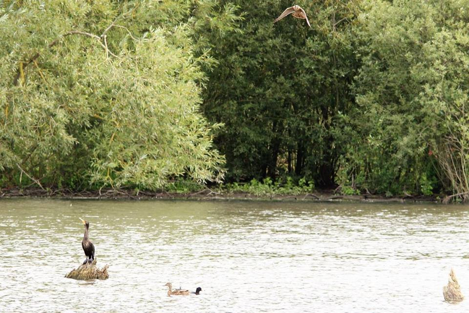 Denaby Ings Nature Reserve景点图片