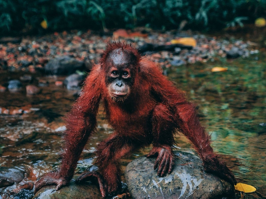 Bukit Lawang Adventure-武吉拉旺必去景点