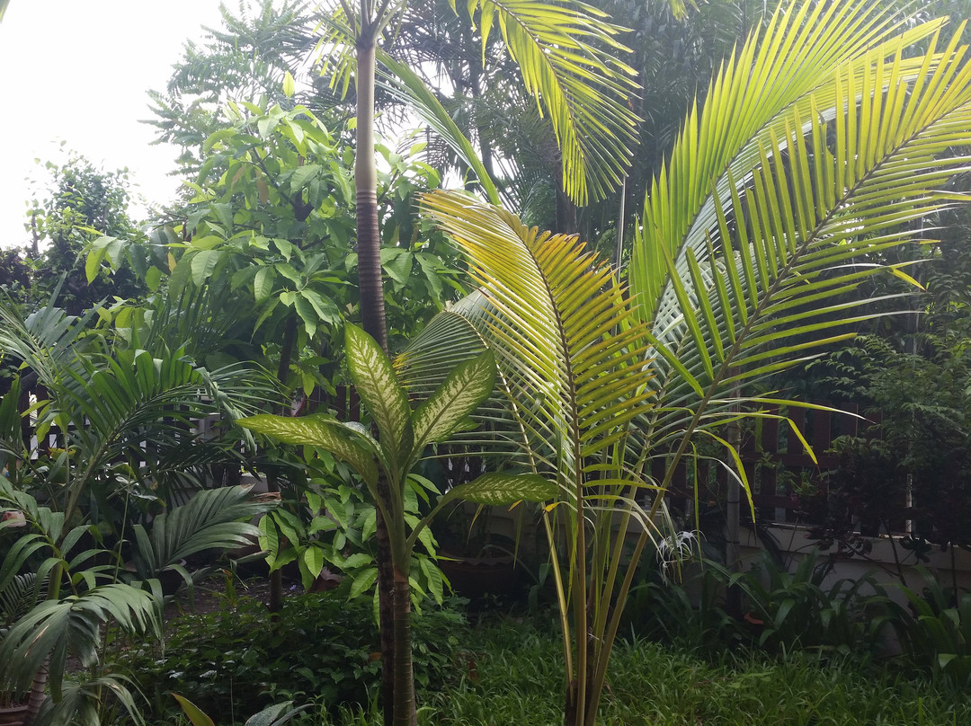 The Thai House Homestay & Cooking Classes-挽艾必去景点