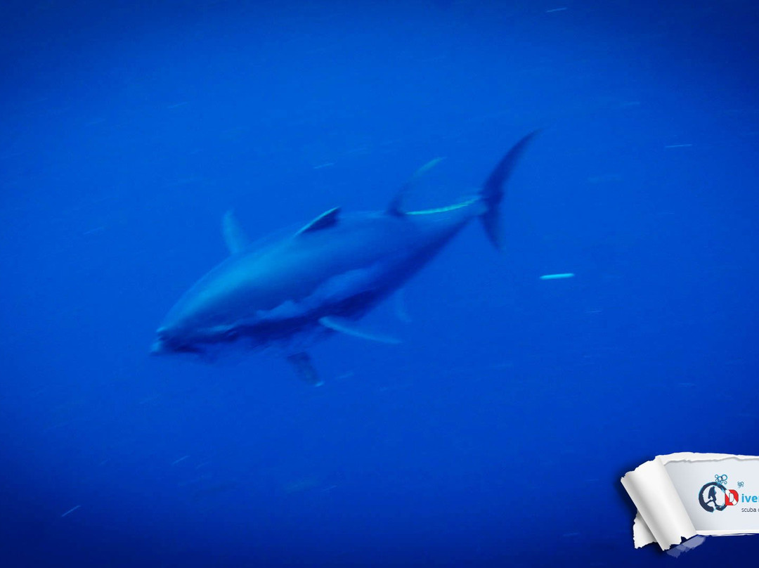 Diver's Island-Panormos必去景点