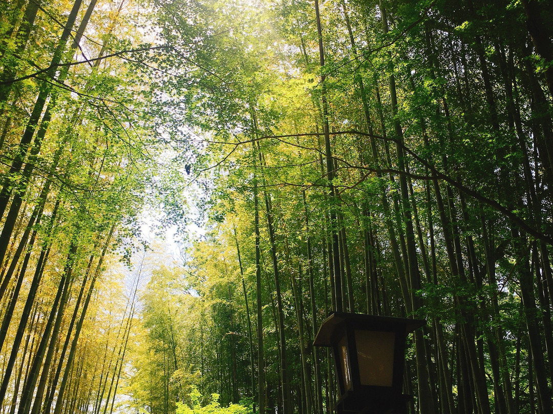 竹林小径景点图片