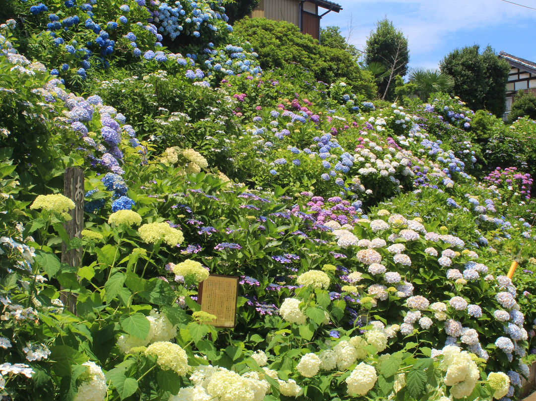 Maegasaki Ajisai Street-流山市必去景点