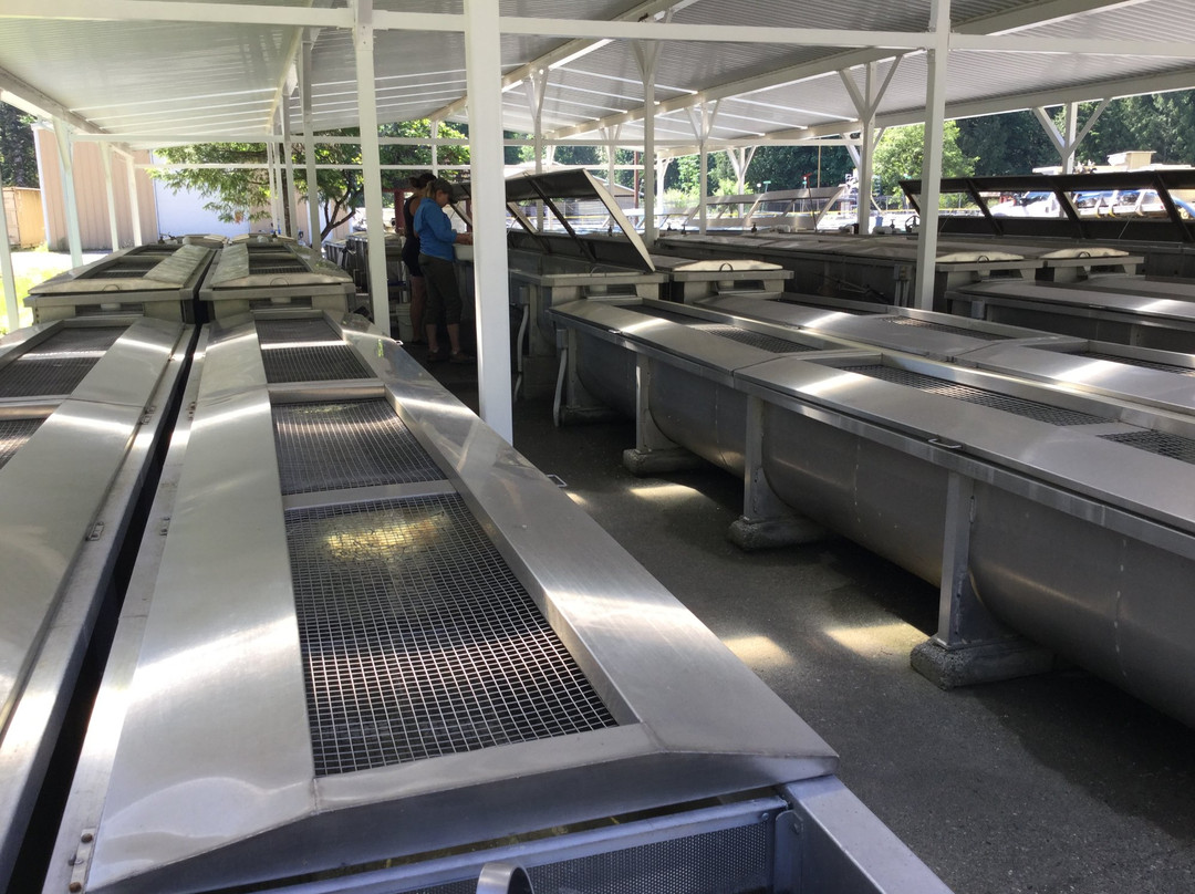 Chehalis River Salmon and Trout Enhancement Facility-阿加斯市必去景点