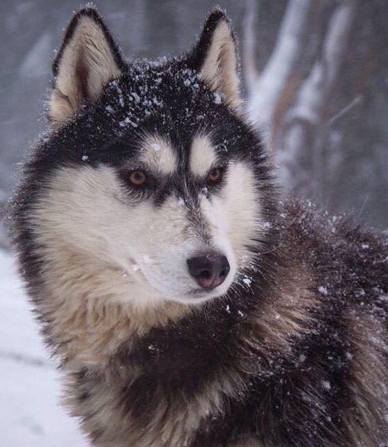 Australian Sleddog Tours-Mount Buller必去景点