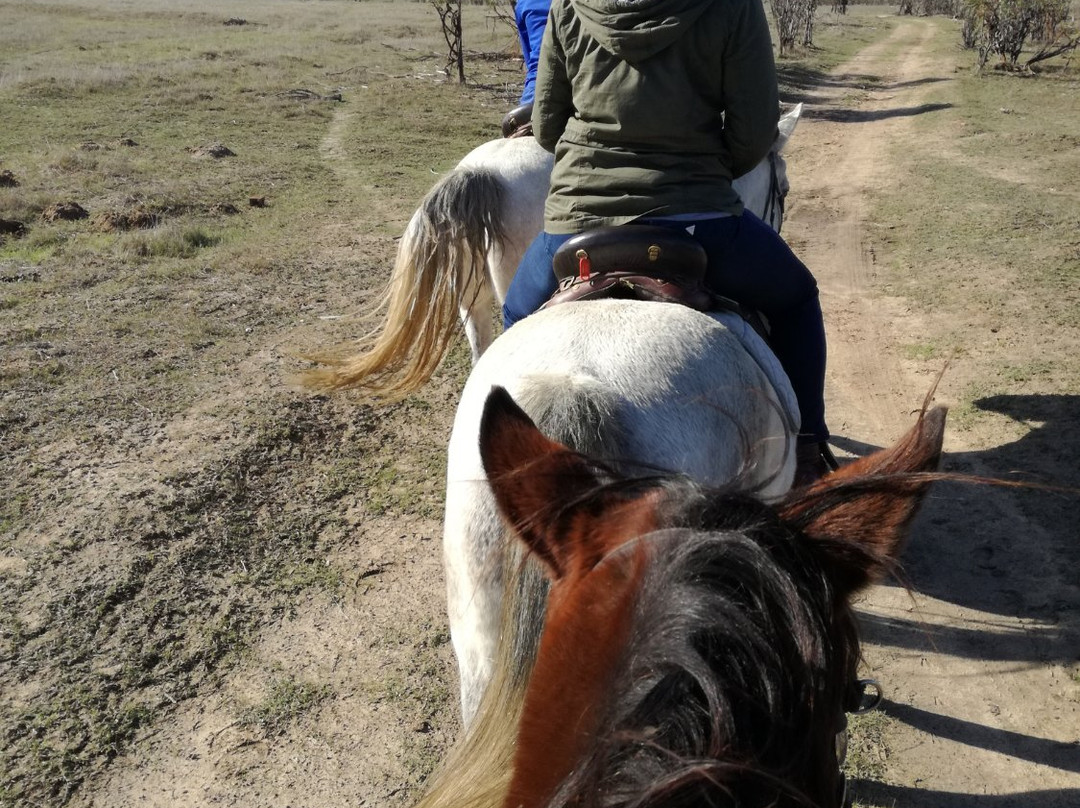 Horse Rides at Pete's景点图片