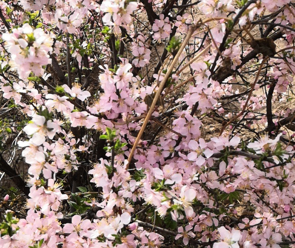 桃花山-灵丘县必去景点