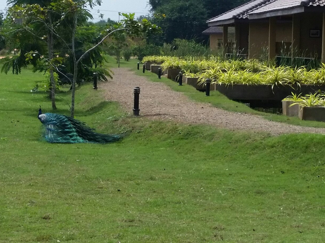 Seerock the King's Domain主图