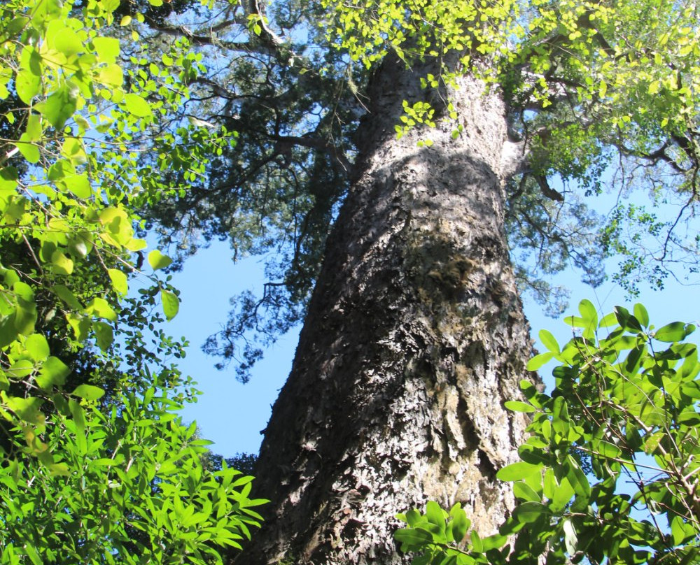 Tsitsikamma Forest’s Big Tree景点图片