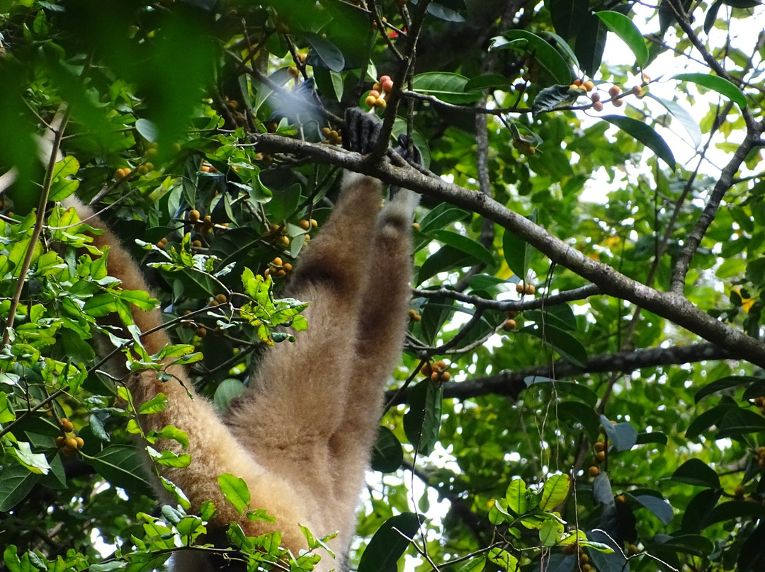 Orangutan Experience景点图片
