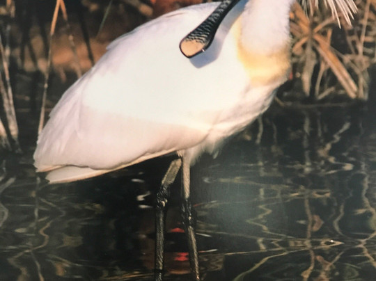 Maison de la Nature et de L'Estuaire-Sallenelles必去景点