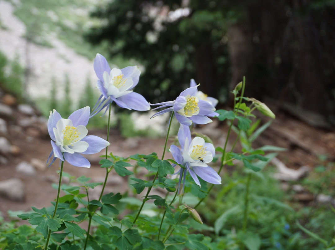 Hope Lake-特柳赖德必去景点