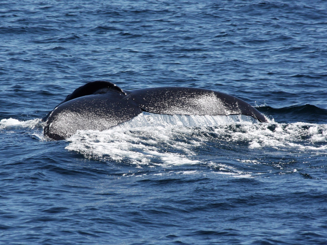 Atlantic Whale Watch景点图片