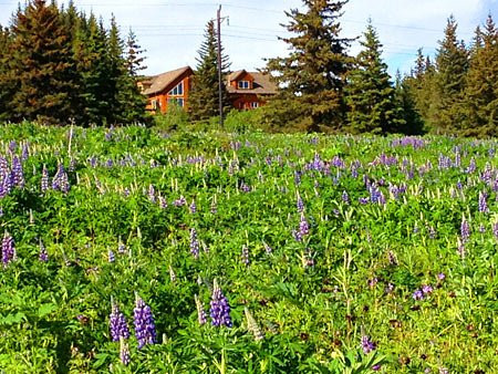 Anchor Point酒店住宿-Cozy Cove Inn