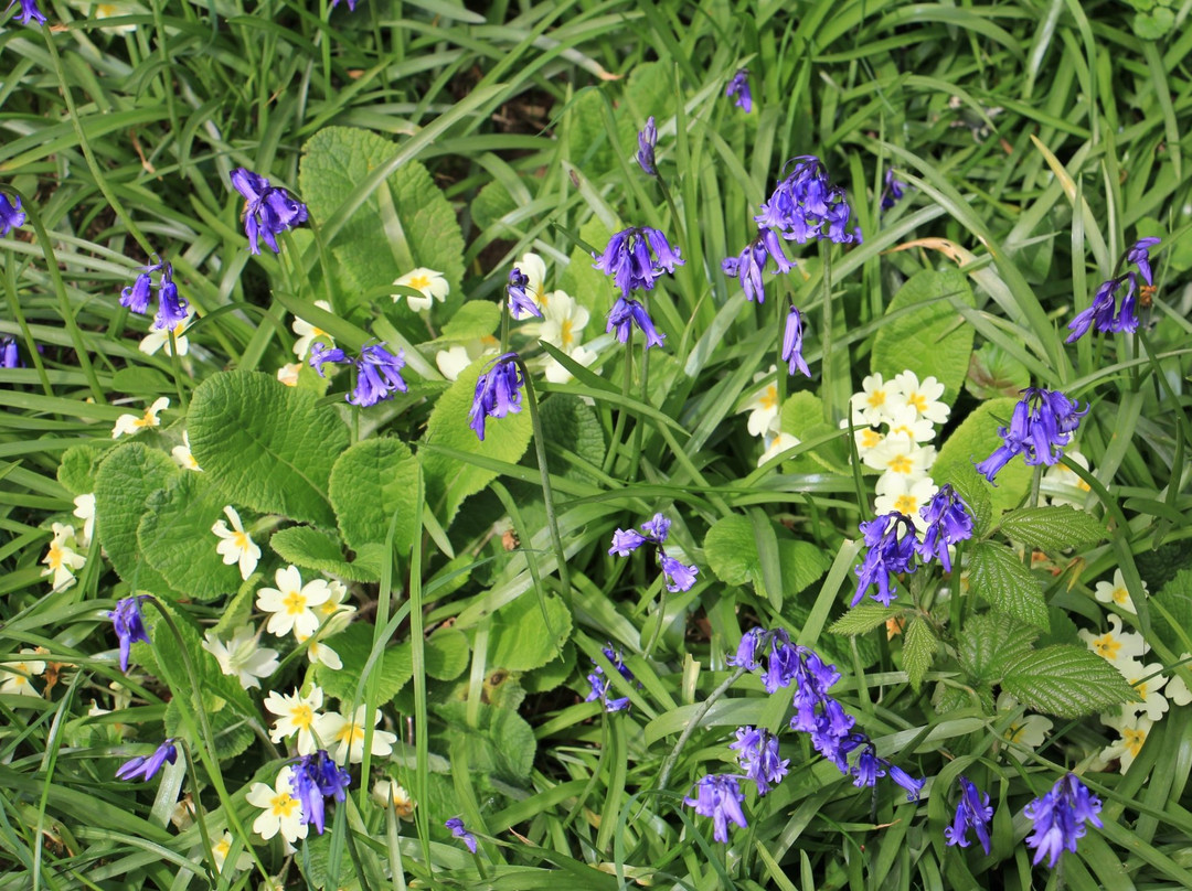 Norfolk Wildlife Trust -  Foxley Woods-Reepham必去景点