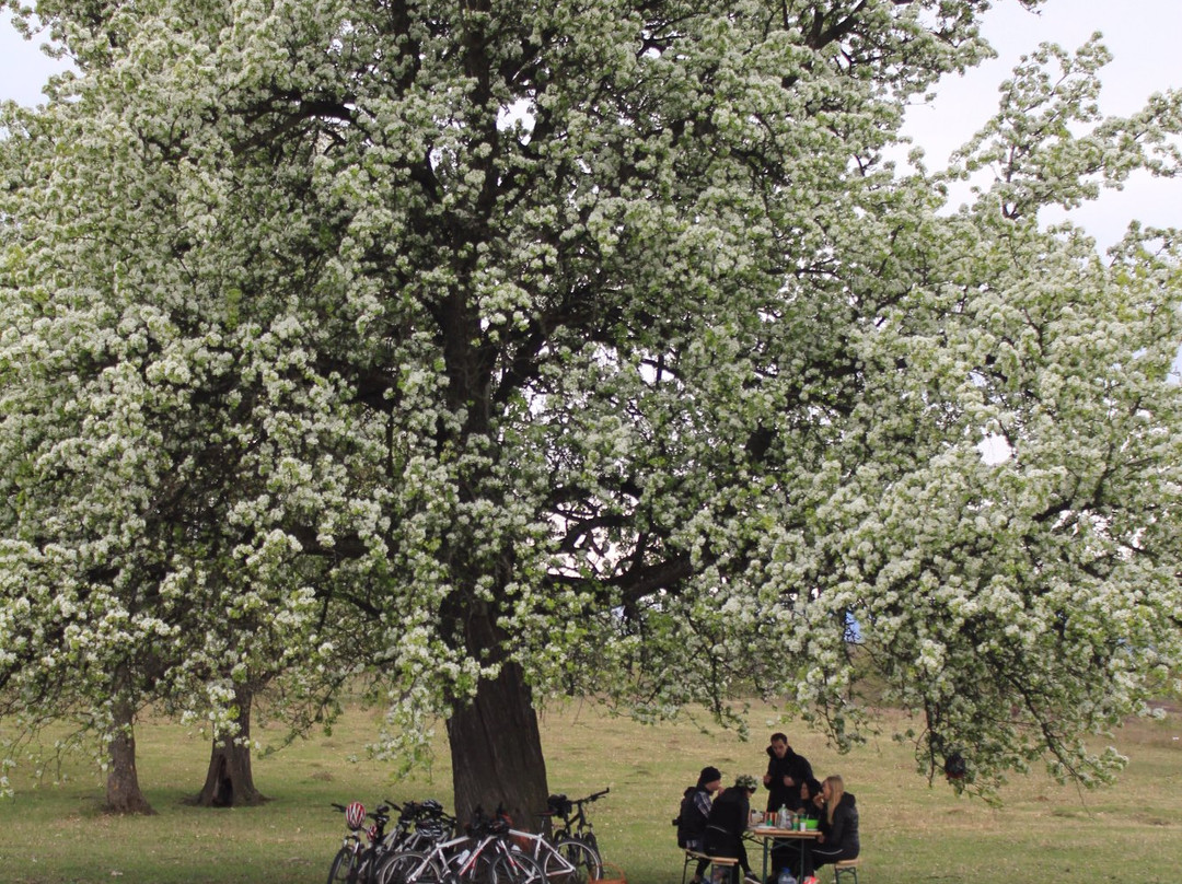 TransyBike - Day Tours景点图片