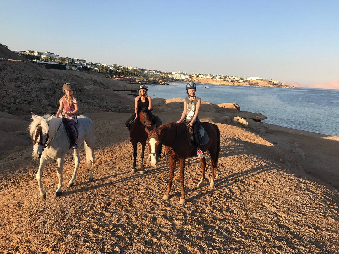 The Stable-沙姆沙伊赫必去景点