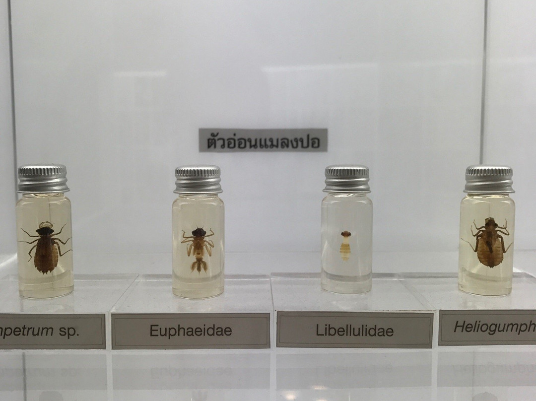Natural History Museum景点图片