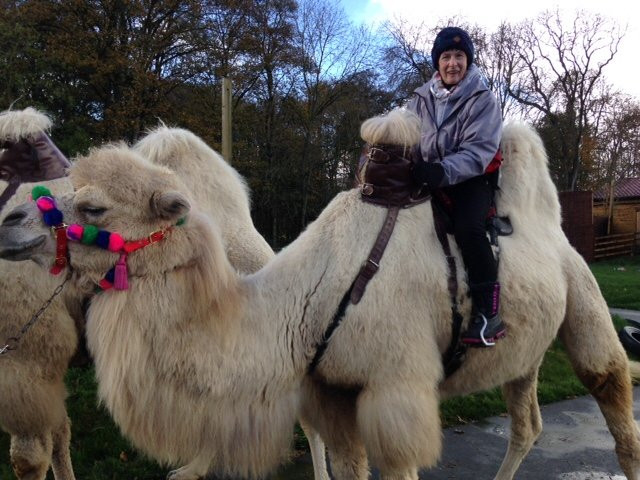 Joseph's Amazing Camels-Idlicote必去景点