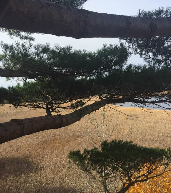 Skywood Eco Adventure景点图片