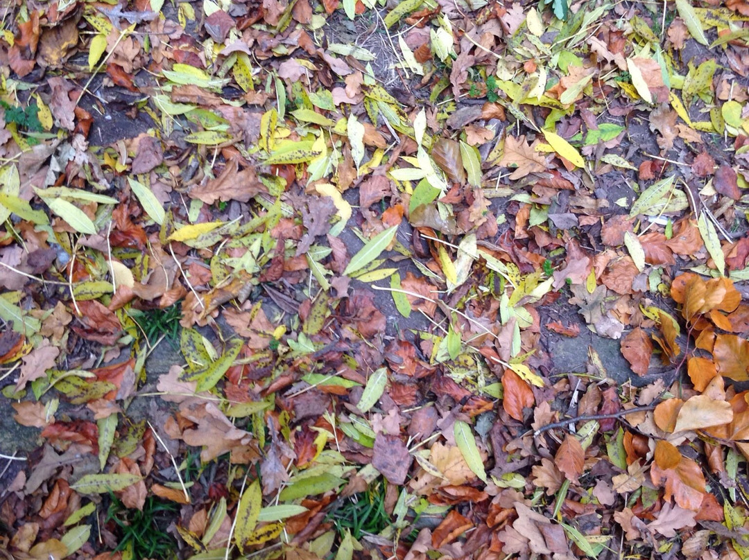 Cherry Hinton Hall Park景点图片