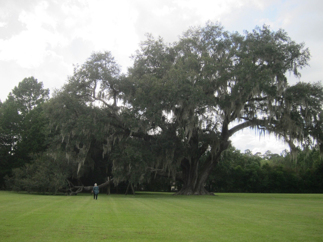 Cellon Oak Park景点图片