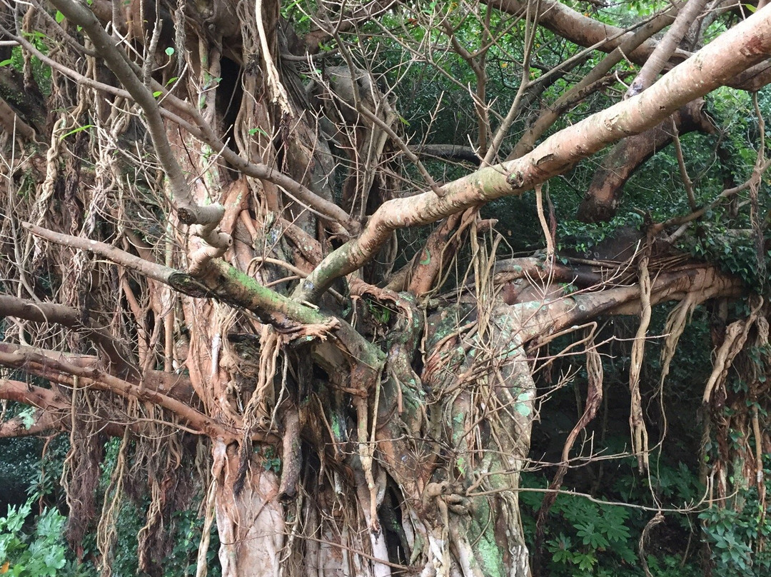 Kashinoura Akoju-五岛市必去景点