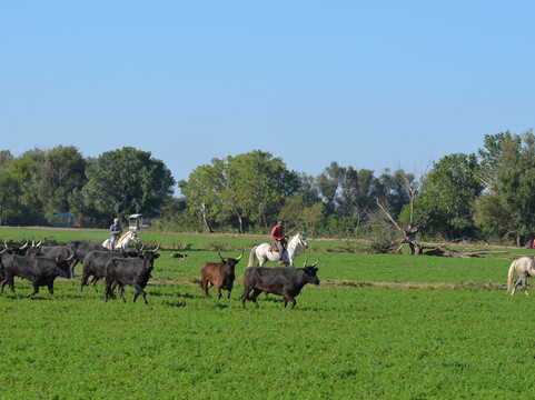 Manade Blanc-阿尔勒必去景点