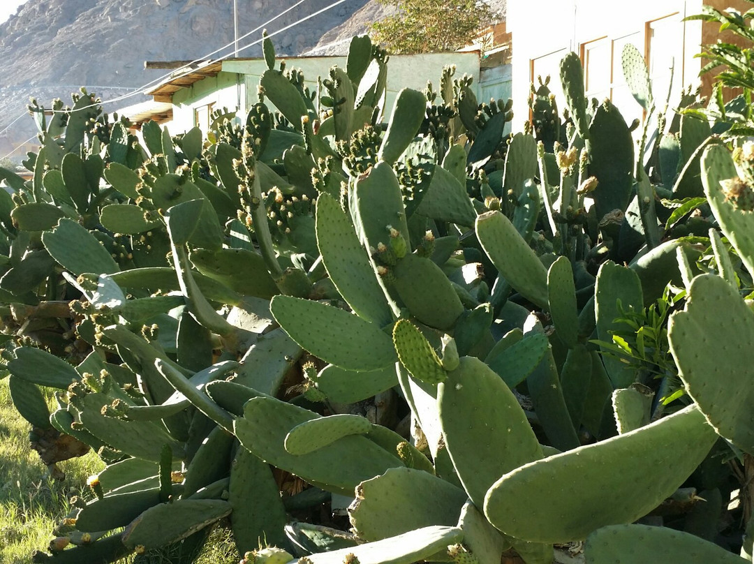 Codpa旅游攻略图片