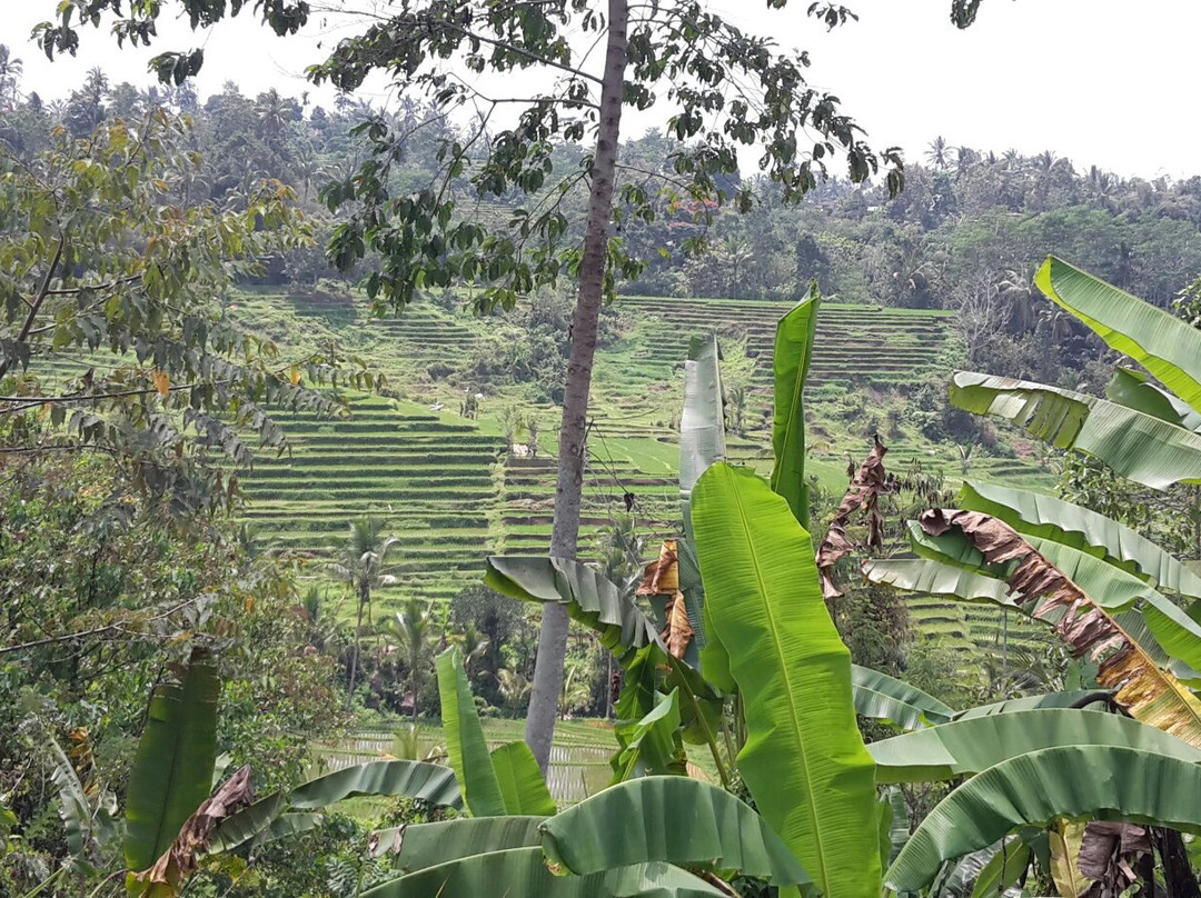 Bali Touren (Wayan Pageh)景点图片