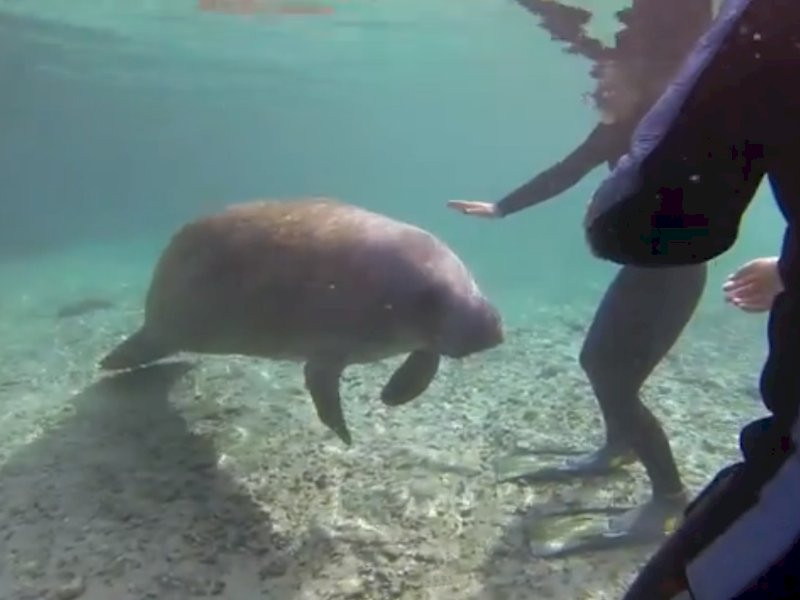 Manatee Adventures-克里斯特尔里弗必去景点