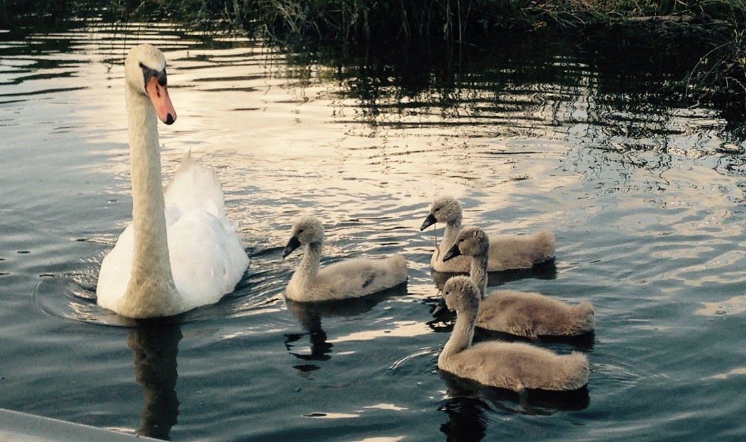 Fowey River Boat Hire-福伊必去景点