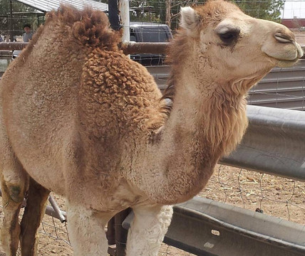 Licon Dairy-San Elizario必去景点